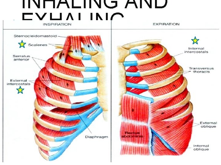 INHALING AND EXHALING 