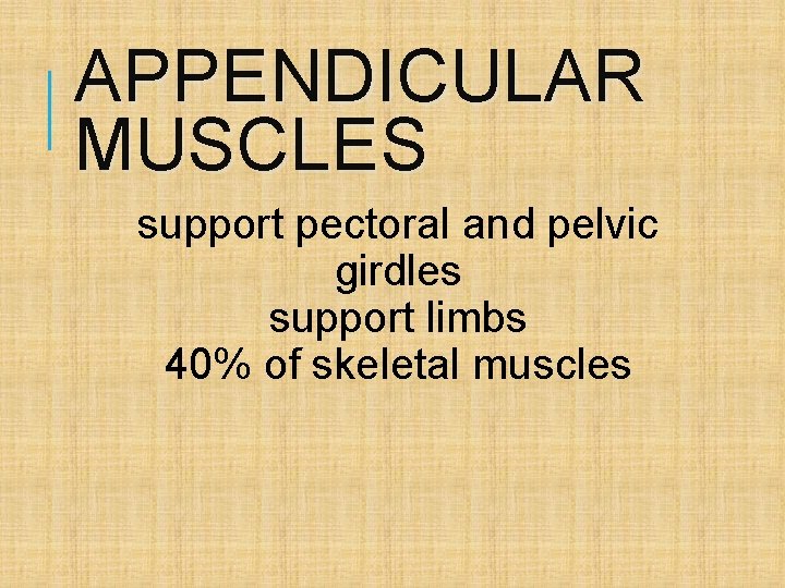 APPENDICULAR MUSCLES support pectoral and pelvic girdles support limbs 40% of skeletal muscles 