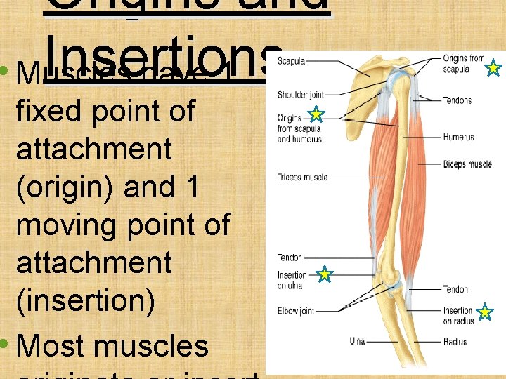 Origins and Insertions • Muscles have 1 fixed point of attachment (origin) and 1
