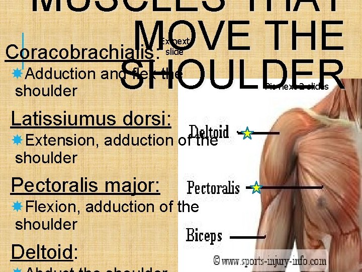 MUSCLES THAT MOVE THE Coracobrachialis: SHOULDER Ex next slide Adduction and flex the shoulder