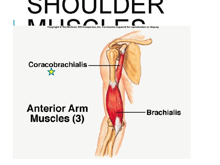 SHOULDER MUSCLES 