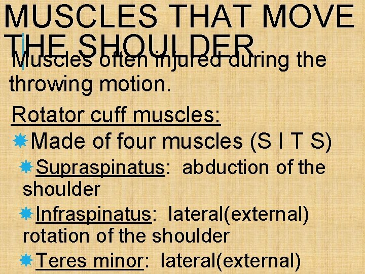 MUSCLES THAT MOVE THE SHOULDER Muscles often injured during the throwing motion. Rotator cuff