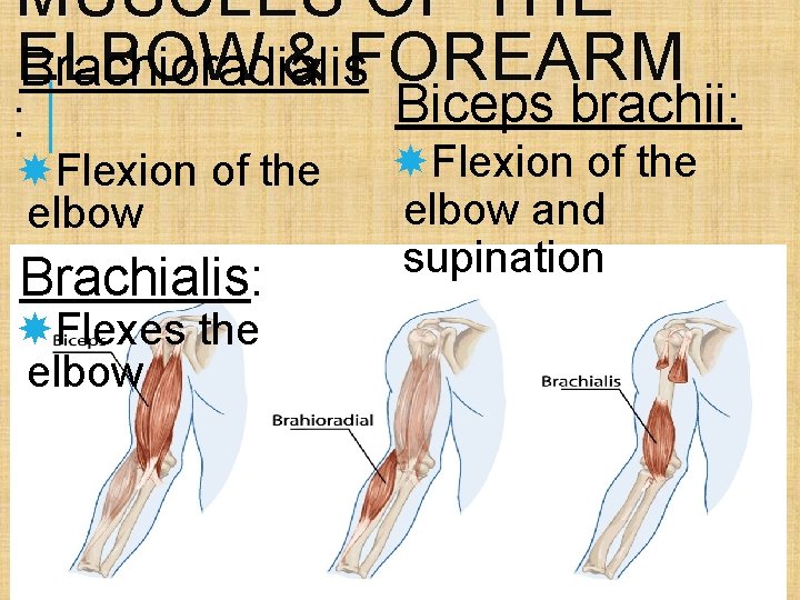 MUSCLES OF THE E LBOW & FOREARM Brachioradialis : Flexion of the elbow Brachialis: