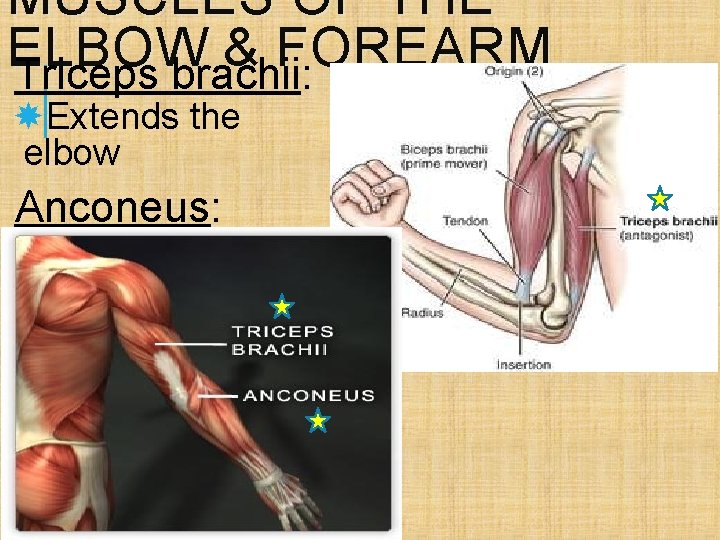 MUSCLES OF THE ELBOW & FOREARM Triceps brachii: Extends the elbow Anconeus: Extends the