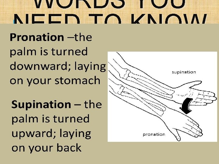 WORDS YOU NEED TO KNOW 