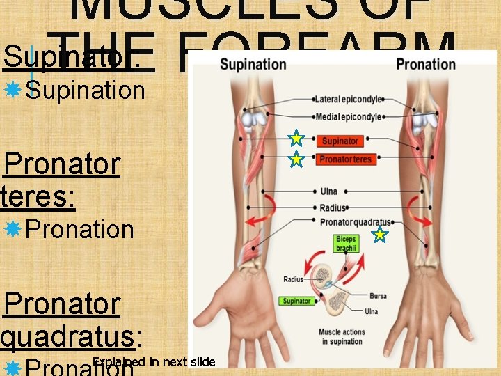 MUSCLES OF Supinator: THE FOREARM Supination Pronator teres: Pronation Pronator quadratus: Explained in next