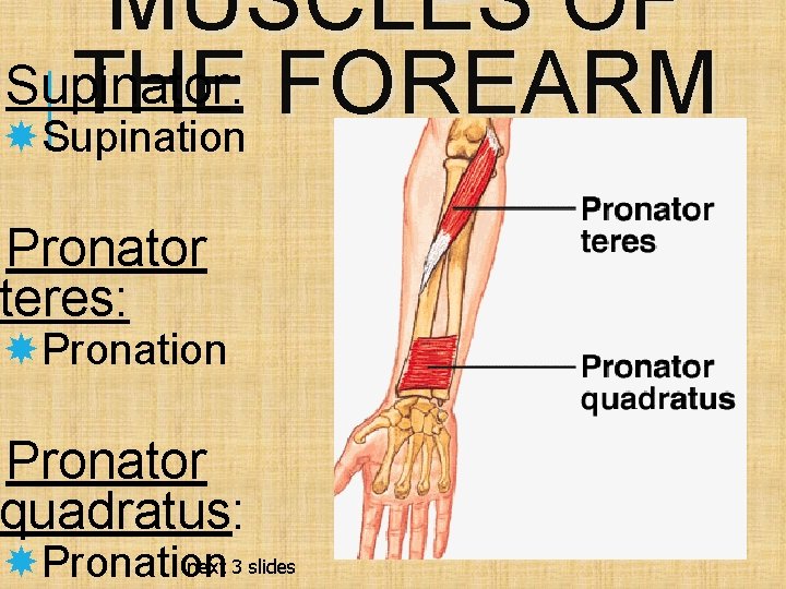 MUSCLES OF Supinator: THE FOREARM Supination Pronator teres: Pronation Pronator quadratus: next 3 slides