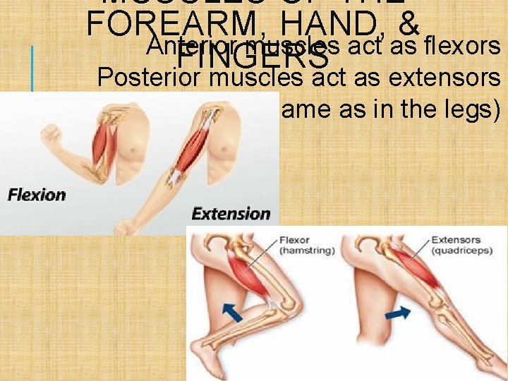 MUSCLES OF THE FOREARM, HAND, & Anterior muscles act as flexors FINGERS Posterior muscles