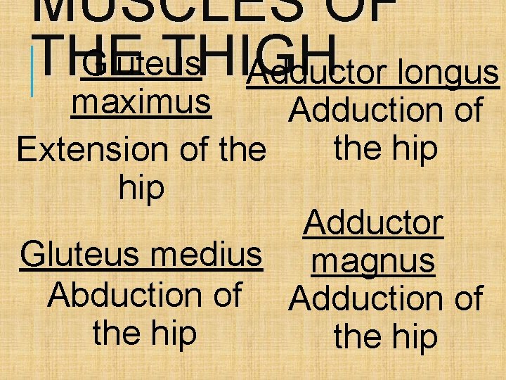 MUSCLES OF THE THIGH Gluteus Adductor longus maximus Adduction of the hip Extension of