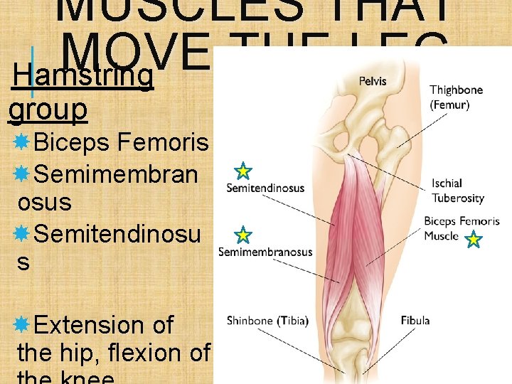 MUSCLES THAT MOVE THE LEG Hamstring group Biceps Femoris Semimembran osus Semitendinosu s Extension