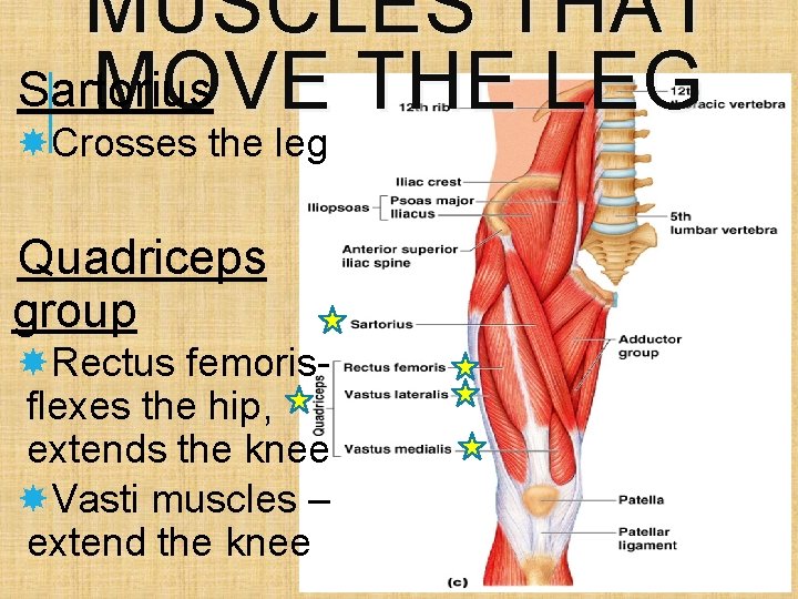 MUSCLES THAT Sartorius MOVE THE LEG Crosses the leg Quadriceps group Rectus femorisflexes the