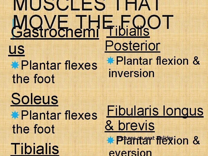 MUSCLES THAT MOVE THE FOOT Gastrocnemi Tibialis us Posterior Plantar flexion & Plantar flexes