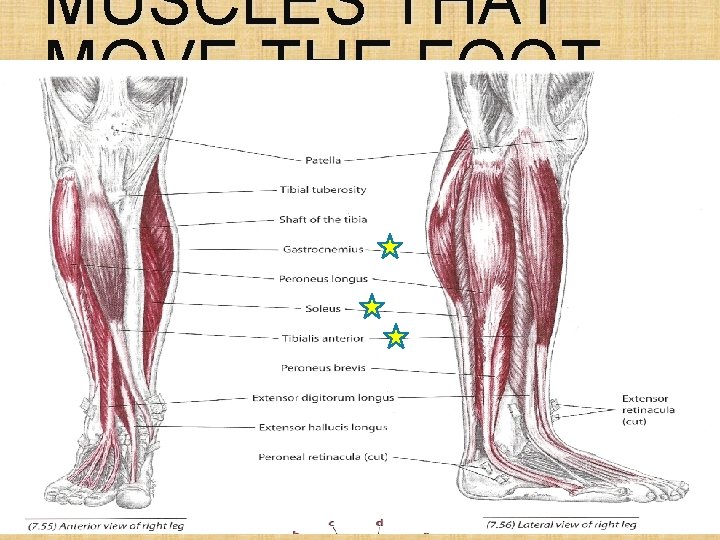 MUSCLES THAT MOVE THE FOOT 