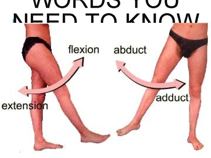 WORDS YOU NEED TO KNOW 