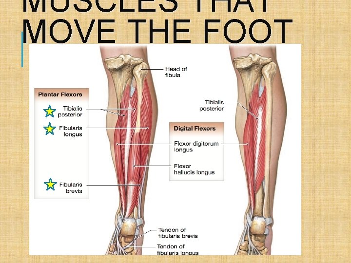 MUSCLES THAT MOVE THE FOOT 