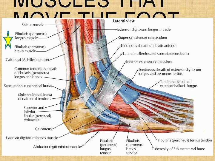 MUSCLES THAT MOVE THE FOOT 
