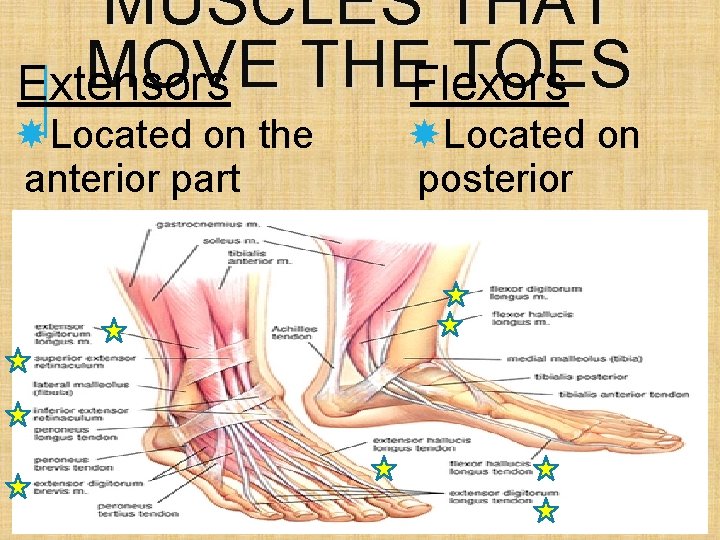MUSCLES THAT MOVE THEFlexors TOES Extensors Located on the anterior part Extension of the