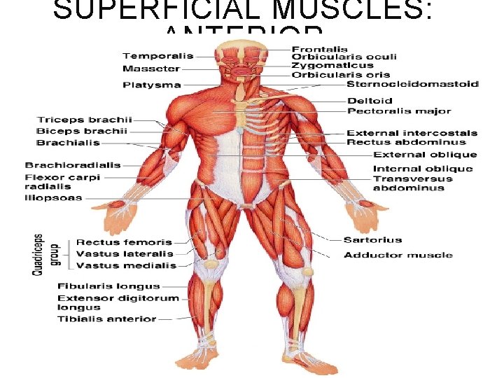 SUPERFICIAL MUSCLES: ANTERIOR Figure 6. 21 