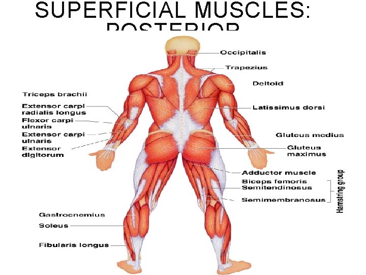 SUPERFICIAL MUSCLES: POSTERIOR Figure 6. 22 