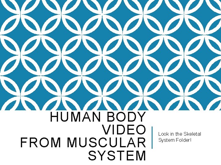 HUMAN BODY VIDEO FROM MUSCULAR SYSTEM Look in the Skeletal System Folder! 