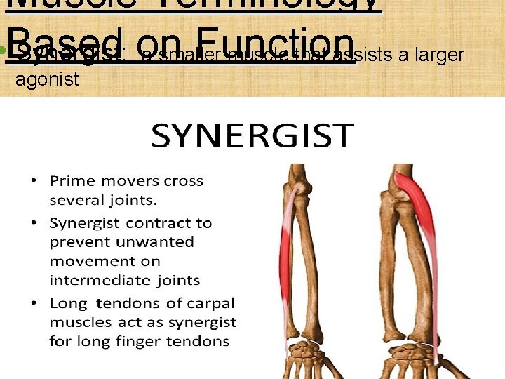 Muscle Terminology Function • Based Synergist: on a smaller muscle that assists a larger
