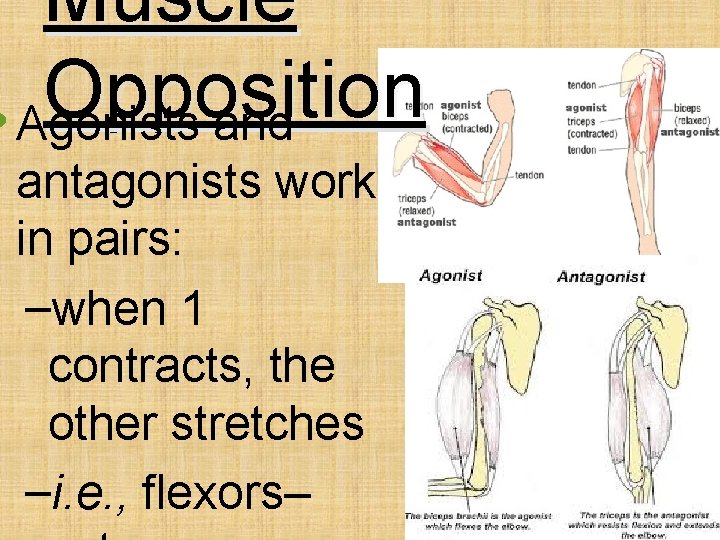 Muscle Opposition • Agonists and antagonists work in pairs: –when 1 contracts, the other
