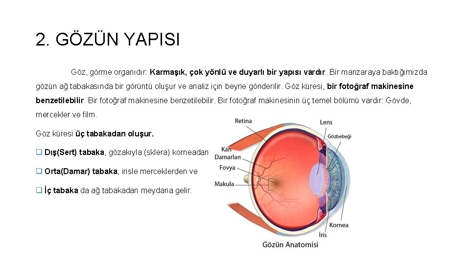 2. GÖZÜN YAPISI Göz, görme organıdır: Karmaşık, çok yönlü ve duyarlı bir yapısı vardır. 2. GÖZÜN YAPISI Göz, görme organıdır: Karmaşık, çok yönlü ve duyarlı bir yapısı vardır.