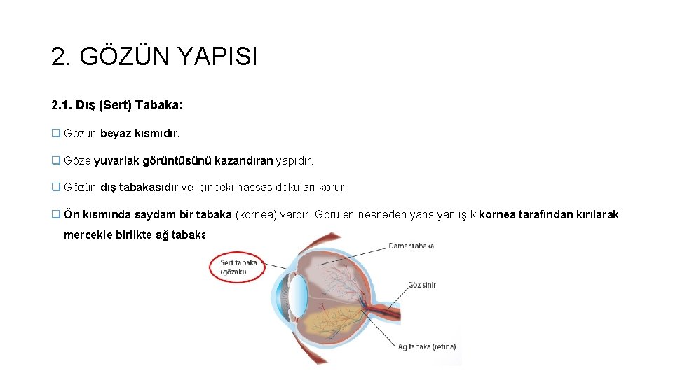 2. GÖZÜN YAPISI 2. 1. Dış (Sert) Tabaka: q Gözün beyaz kısmıdır. q Göze 2. GÖZÜN YAPISI 2. 1. Dış (Sert) Tabaka: q Gözün beyaz kısmıdır. q Göze