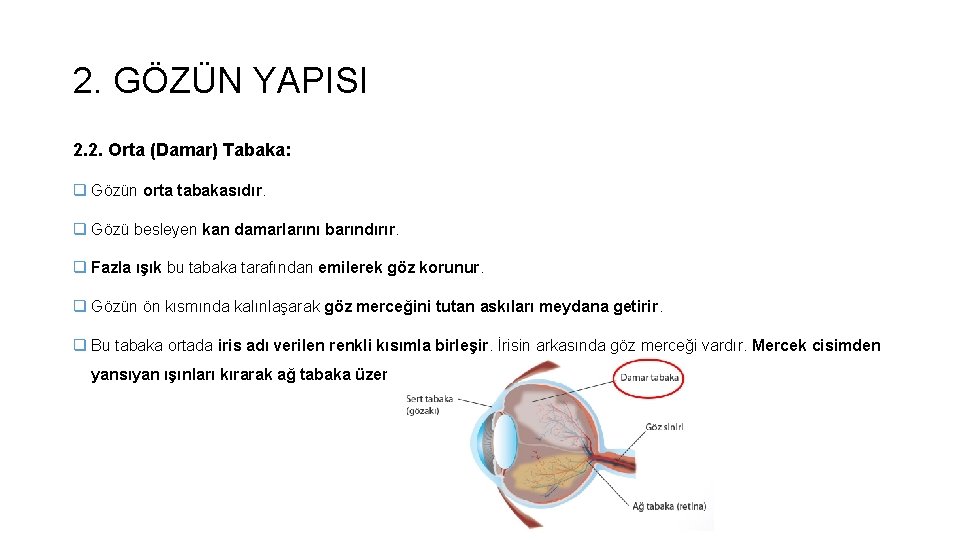 2. GÖZÜN YAPISI 2. 2. Orta (Damar) Tabaka: q Gözün orta tabakasıdır. q Gözü 2. GÖZÜN YAPISI 2. 2. Orta (Damar) Tabaka: q Gözün orta tabakasıdır. q Gözü
