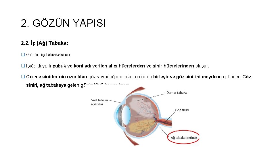 2. GÖZÜN YAPISI 2. 2. İç (Ağ) Tabaka: q Gözün iç tabakasıdır. q Işığa 2. GÖZÜN YAPISI 2. 2. İç (Ağ) Tabaka: q Gözün iç tabakasıdır. q Işığa