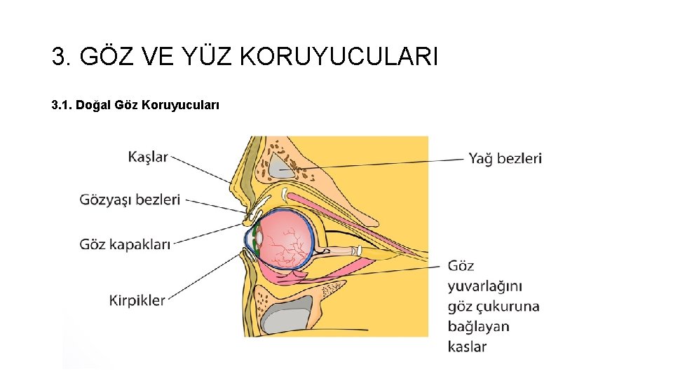 3. GÖZ VE YÜZ KORUYUCULARI 3. 1. Doğal Göz Koruyucuları 3. GÖZ VE YÜZ KORUYUCULARI 3. 1. Doğal Göz Koruyucuları