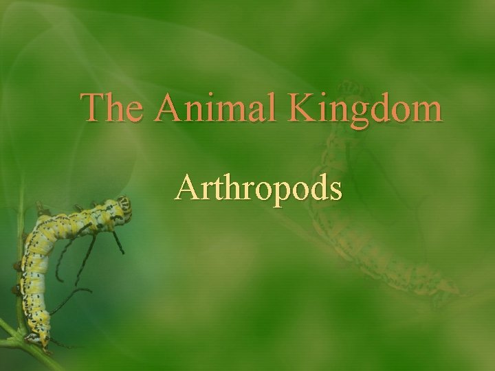 The Animal Kingdom Arthropods 