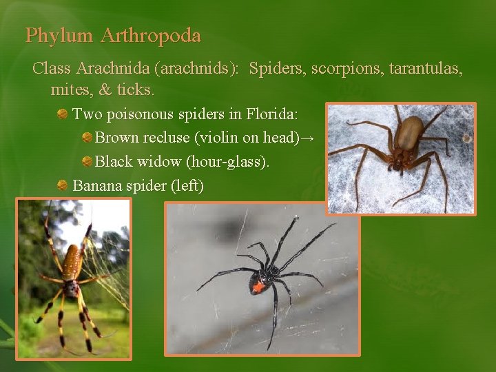 Phylum Arthropoda Class Arachnida (arachnids): Spiders, scorpions, tarantulas, mites, & ticks. Two poisonous spiders