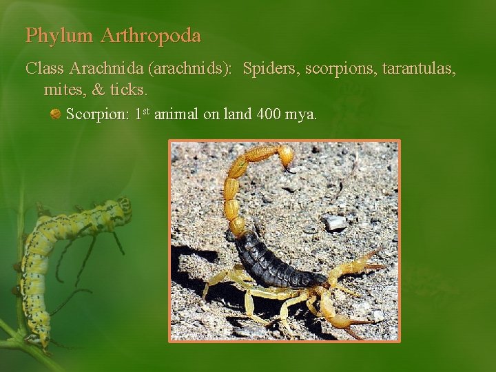 Phylum Arthropoda Class Arachnida (arachnids): Spiders, scorpions, tarantulas, mites, & ticks. Scorpion: 1 st