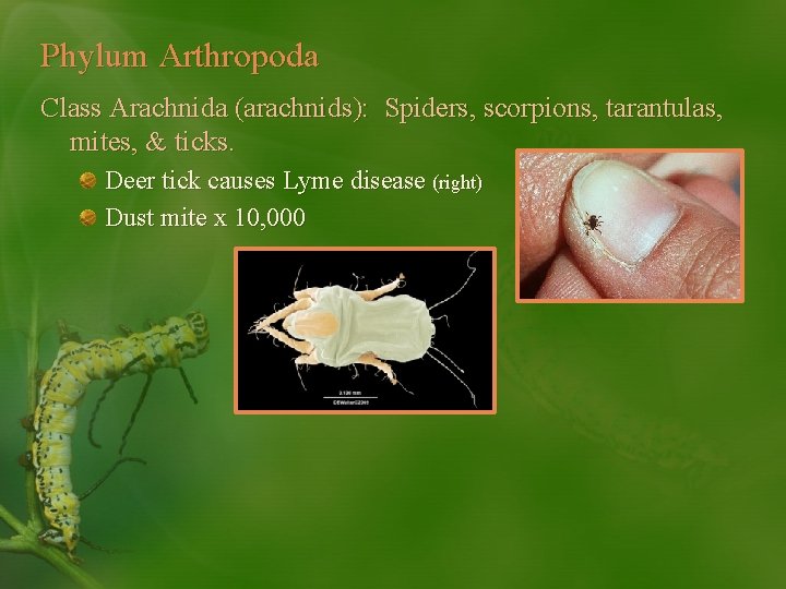 Phylum Arthropoda Class Arachnida (arachnids): Spiders, scorpions, tarantulas, mites, & ticks. Deer tick causes