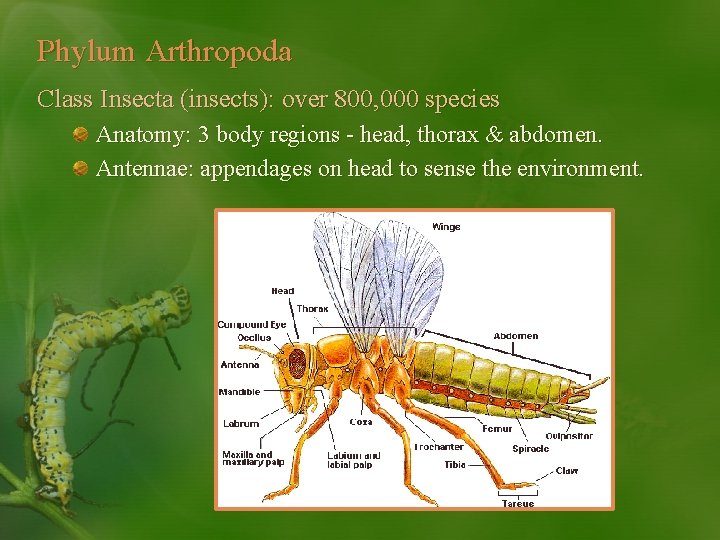 Phylum Arthropoda Class Insecta (insects): over 800, 000 species Anatomy: 3 body regions -