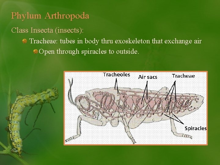 Phylum Arthropoda Class Insecta (insects): Tracheae: tubes in body thru exoskeleton that exchange air