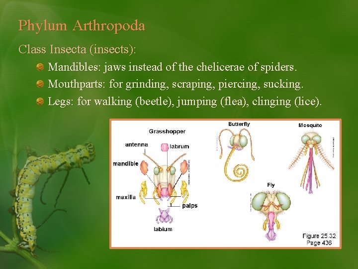 Phylum Arthropoda Class Insecta (insects): Mandibles: jaws instead of the chelicerae of spiders. Mouthparts: