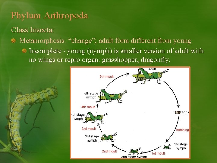 Phylum Arthropoda Class Insecta: Metamorphosis: “change”; adult form different from young Incomplete - young
