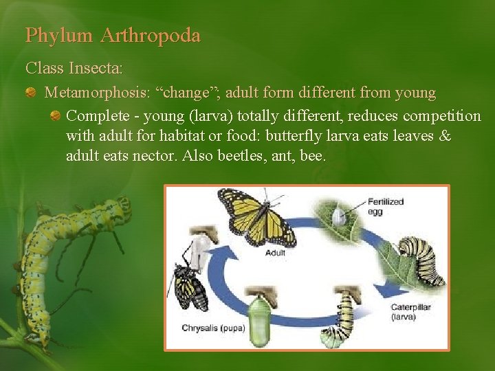 Phylum Arthropoda Class Insecta: Metamorphosis: “change”; adult form different from young Complete - young