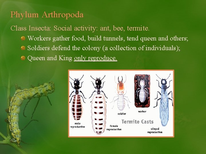 Phylum Arthropoda Class Insecta: Social activity: ant, bee, termite. Workers gather food, build tunnels,