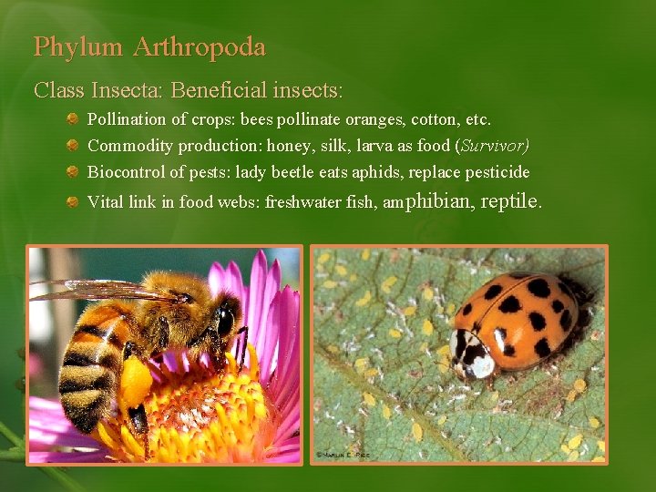 Phylum Arthropoda Class Insecta: Beneficial insects: Pollination of crops: bees pollinate oranges, cotton, etc.