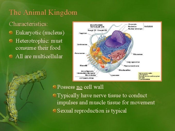 The Animal Kingdom Characteristics: Eukaryotic (nucleus) Heterotrophic: must consume their food All are multicellular