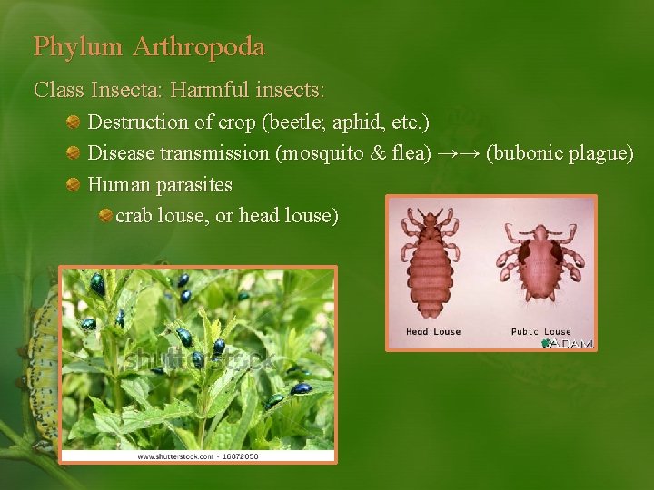 Phylum Arthropoda Class Insecta: Harmful insects: Destruction of crop (beetle; aphid, etc. ) Disease