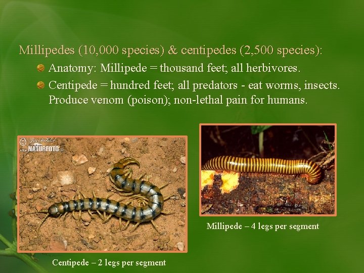 Millipedes (10, 000 species) & centipedes (2, 500 species): Anatomy: Millipede = thousand feet;