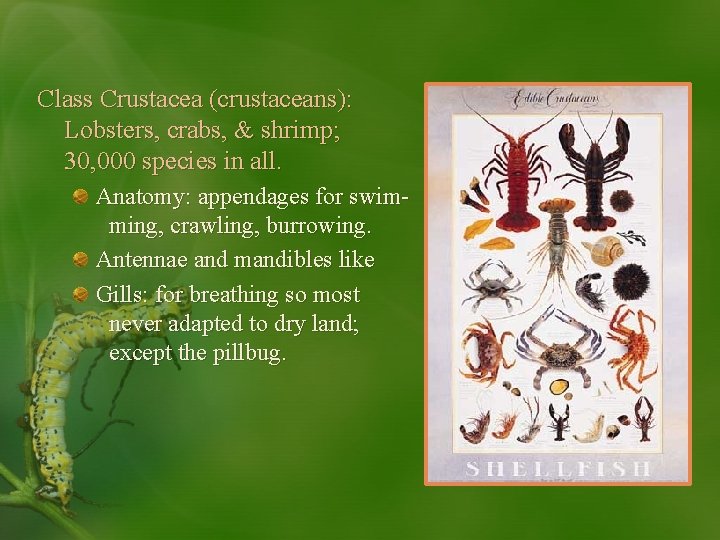 Class Crustacea (crustaceans): Lobsters, crabs, & shrimp; 30, 000 species in all. Anatomy: appendages