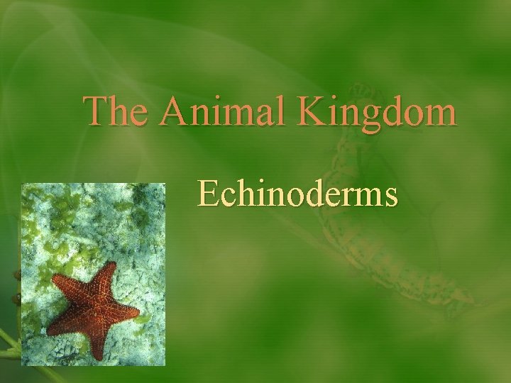 The Animal Kingdom Echinoderms 