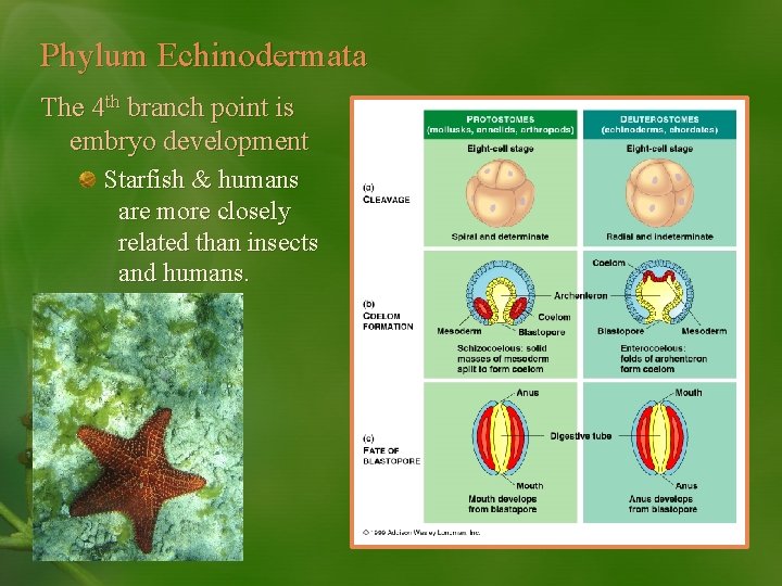Phylum Echinodermata The 4 th branch point is embryo development Starfish & humans are