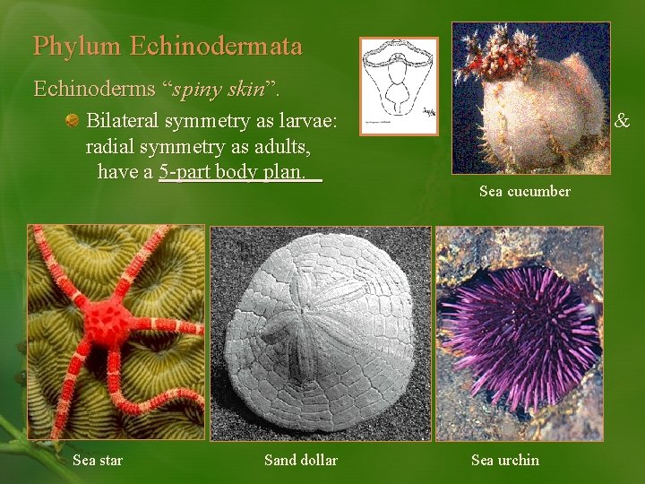 Phylum Echinodermata Echinoderms “spiny skin”. Bilateral symmetry as larvae: radial symmetry as adults, have