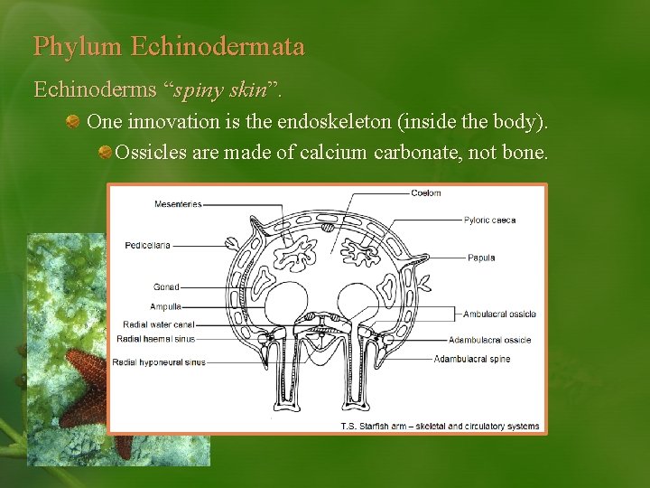 Phylum Echinodermata Echinoderms “spiny skin”. One innovation is the endoskeleton (inside the body). Ossicles
